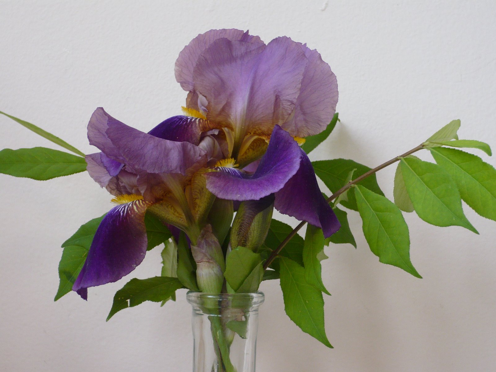 [iris.JPG]