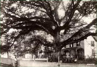 The Wye Oak, before it's demise