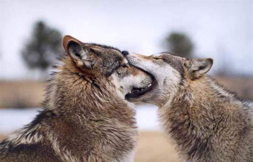 [wolfmouth.jpg]
