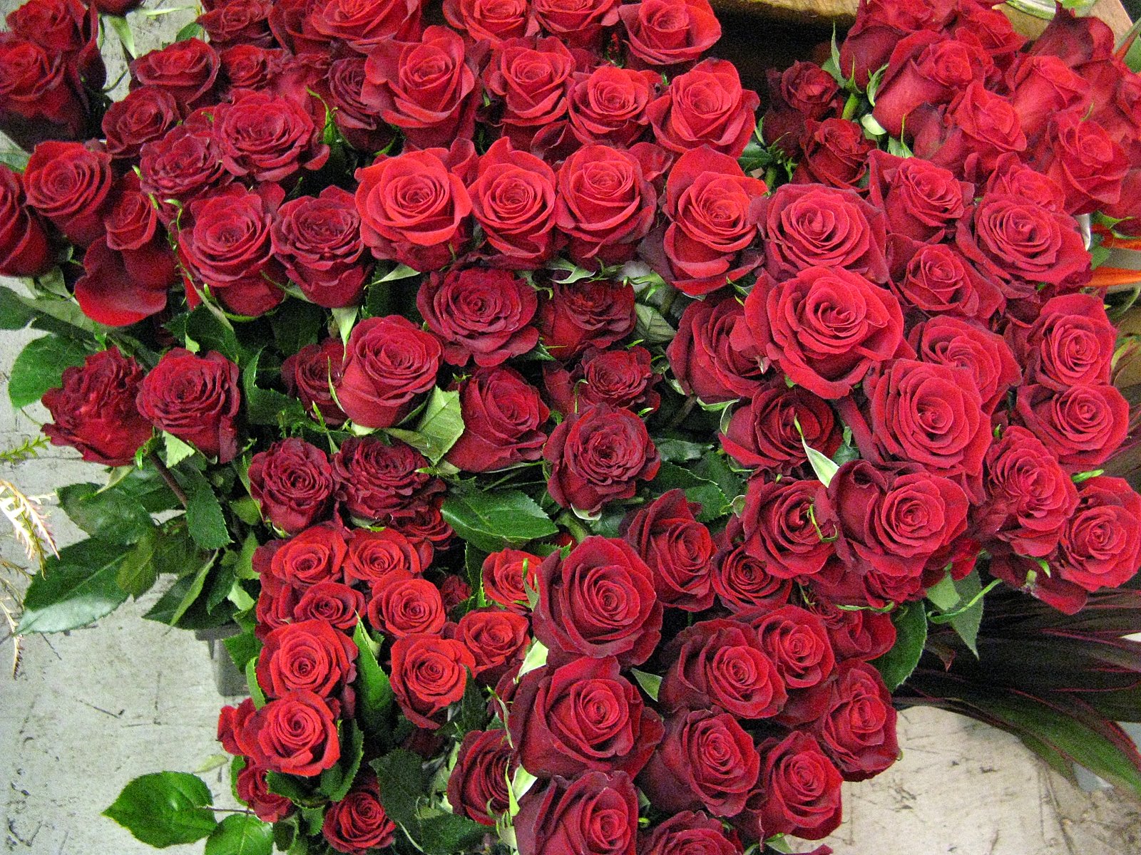 Many Red Roses