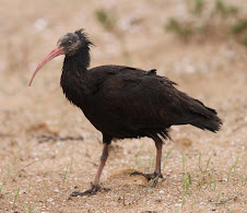 Bald Ibis, Morocco