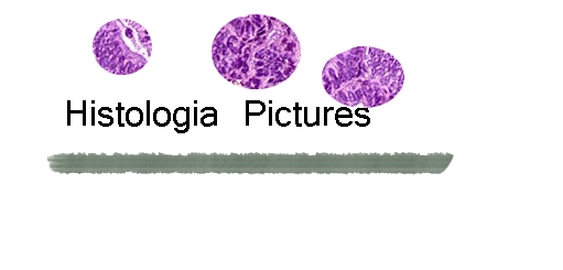 Imagenes del laboratorio de histologia UABJO