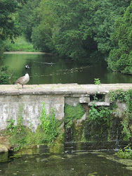 A Newstead Goose
