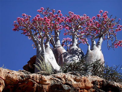 Socotra_Island_15.jpg