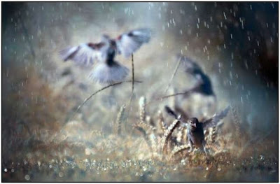 Foto-Foto Keren di kala Hujan - Digaleri.com foto saat hujan