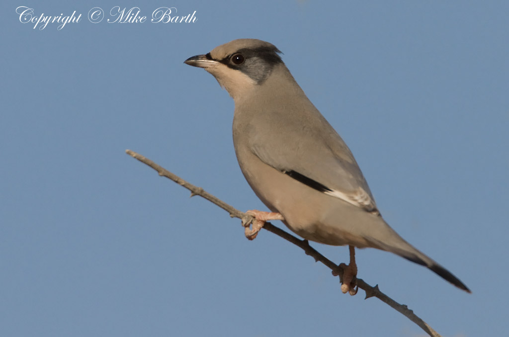 Grey Hypocolius
