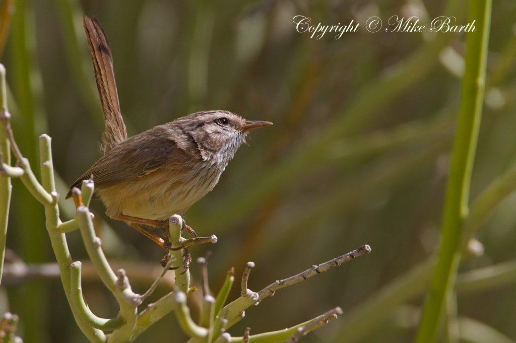 Mike Barth Bird Photography Blog Scrub Warblers in Masafi Wadi 05.02.11