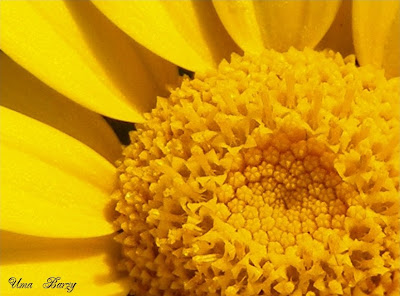жёлтый цветок, фото, цветы