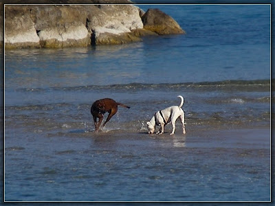 собаки и море