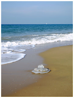 медуза, сезон медуз в Израиле