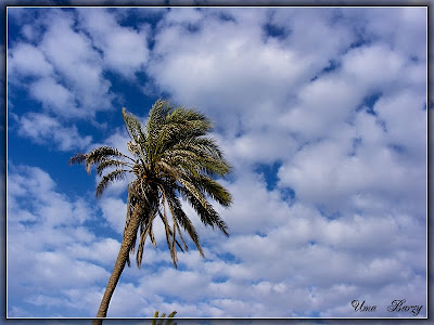 пальма на фоне неба