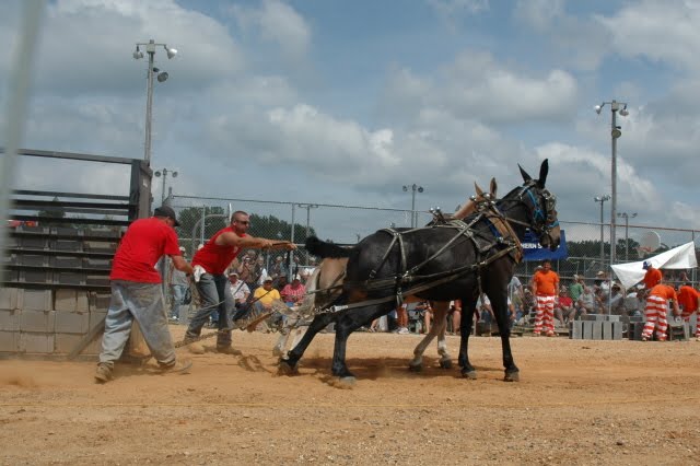 Leahaven: the mule pull at ider's mule days