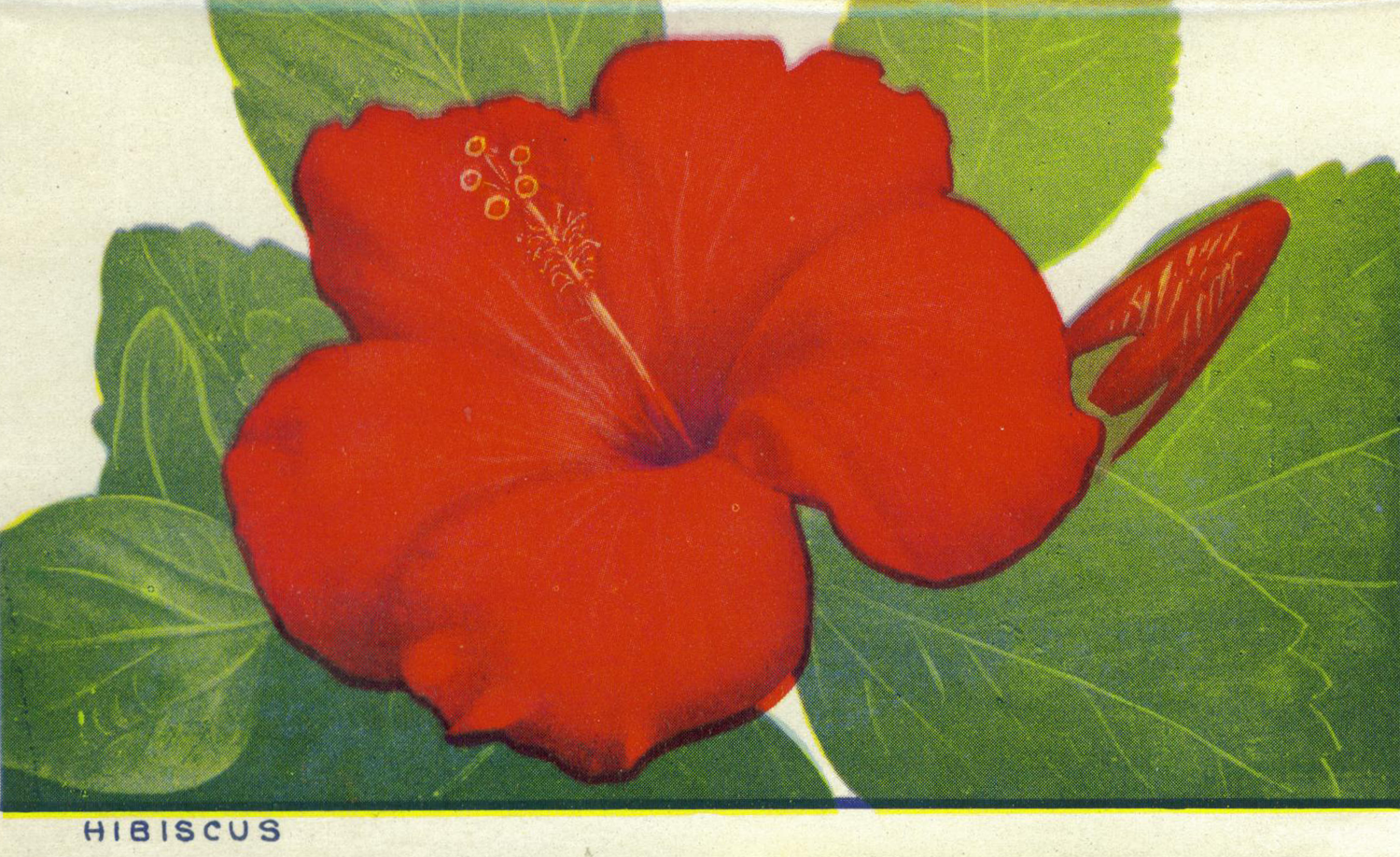[Hibiscus.png]