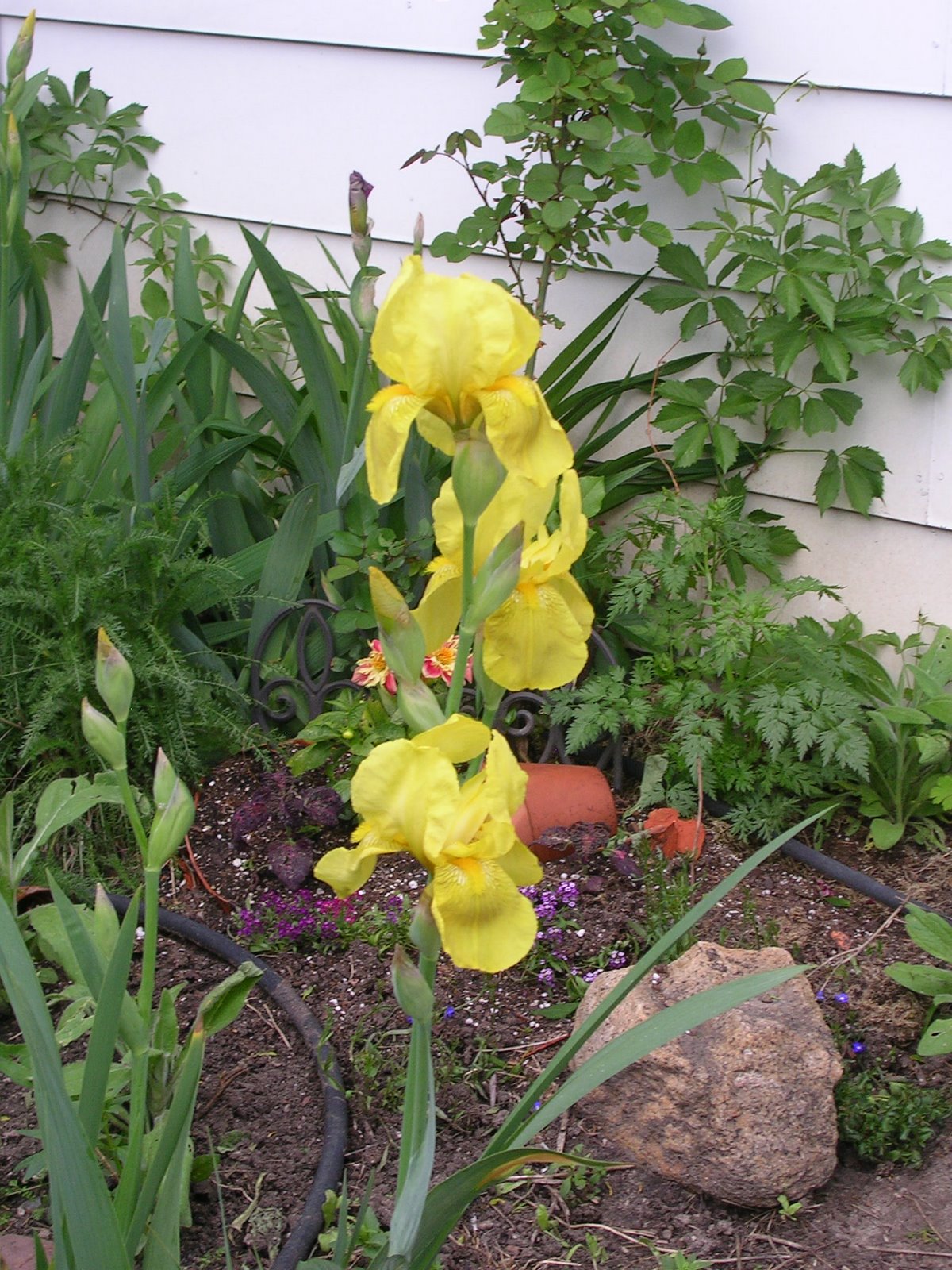 [Bev's+yellow+iris.jpg]