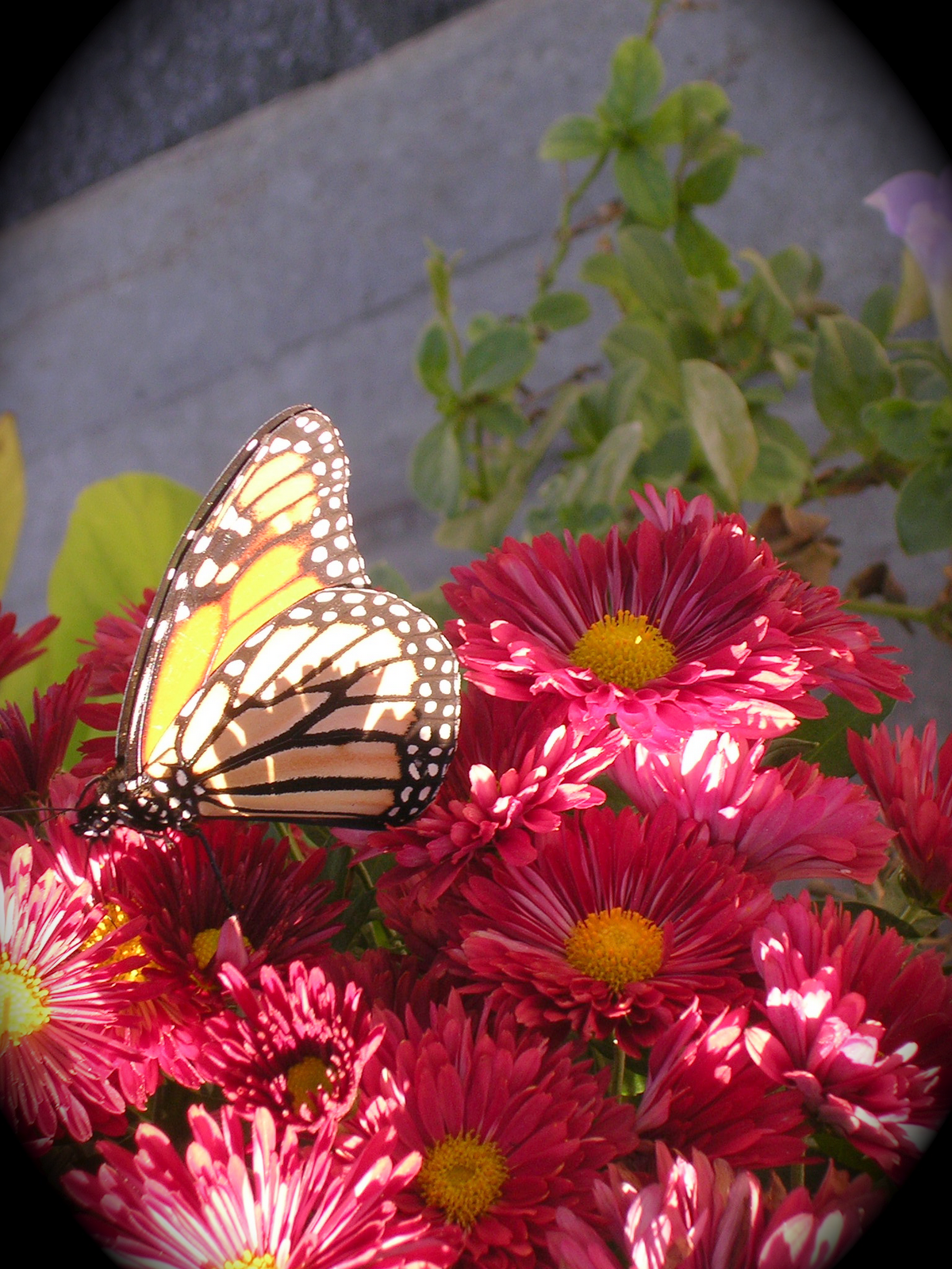 [Butterfly+and+mum.png]