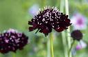 [ace+of+spaces+scabiosa.jpg]