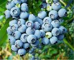 [blueberries.jpg]