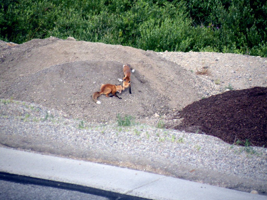 [Foxes.JPG]