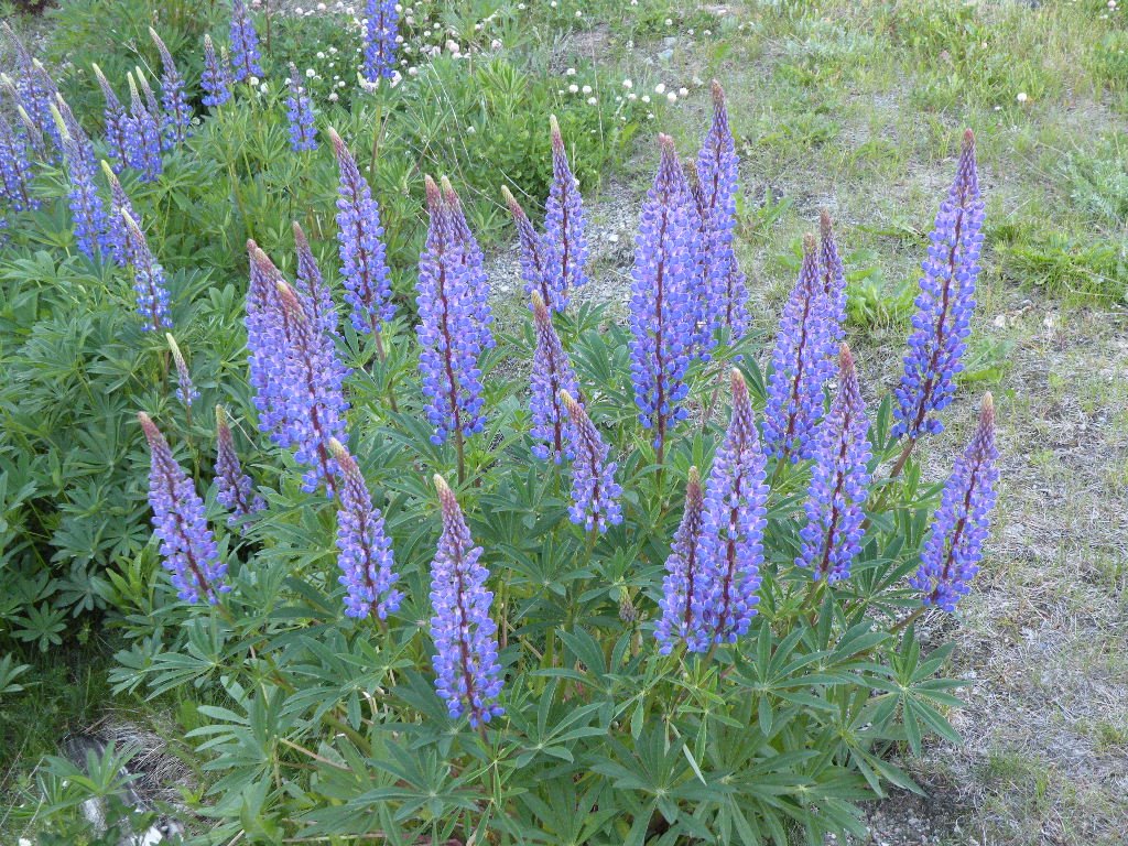 [lupine.JPG]