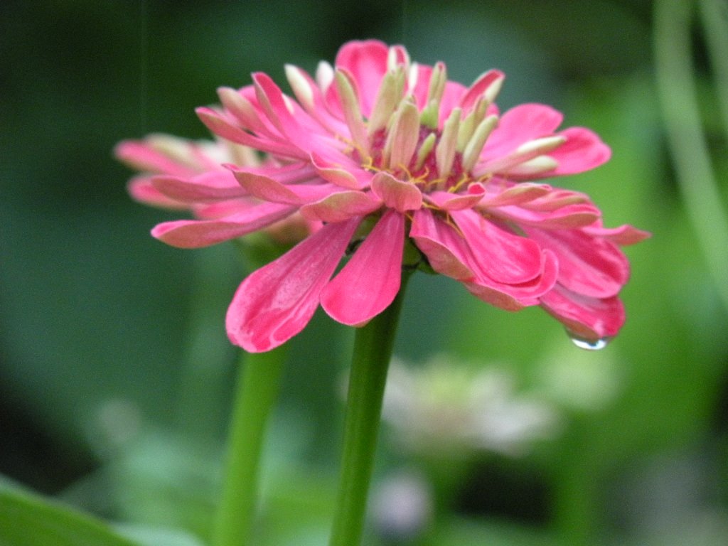 [rain+garden+-+1.jpg]