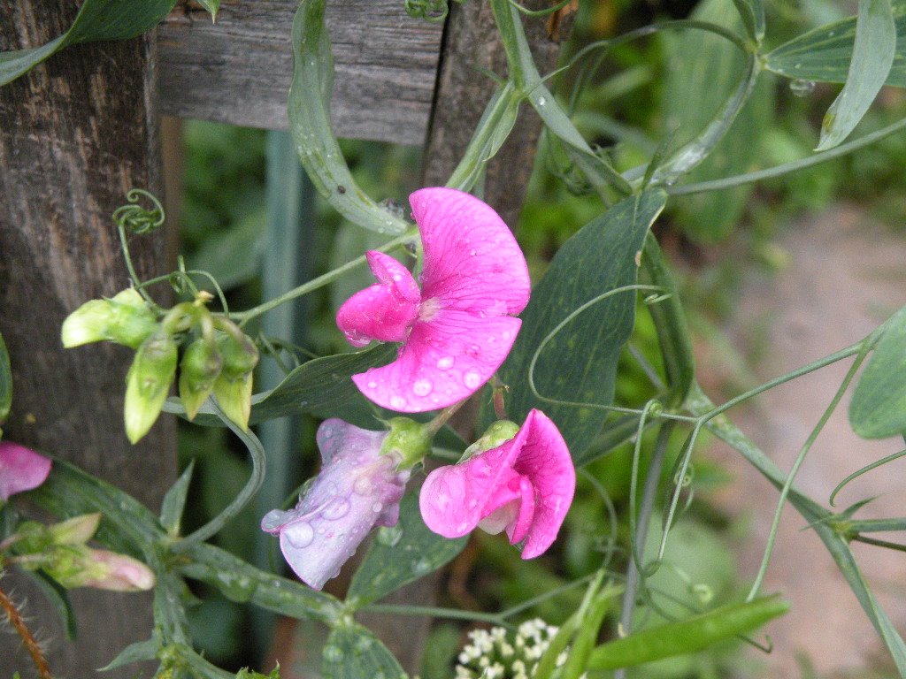 [perennial+sweetpeas.JPG]
