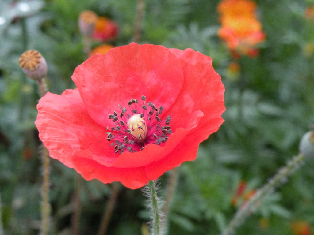 [perfect+poppy.JPG]