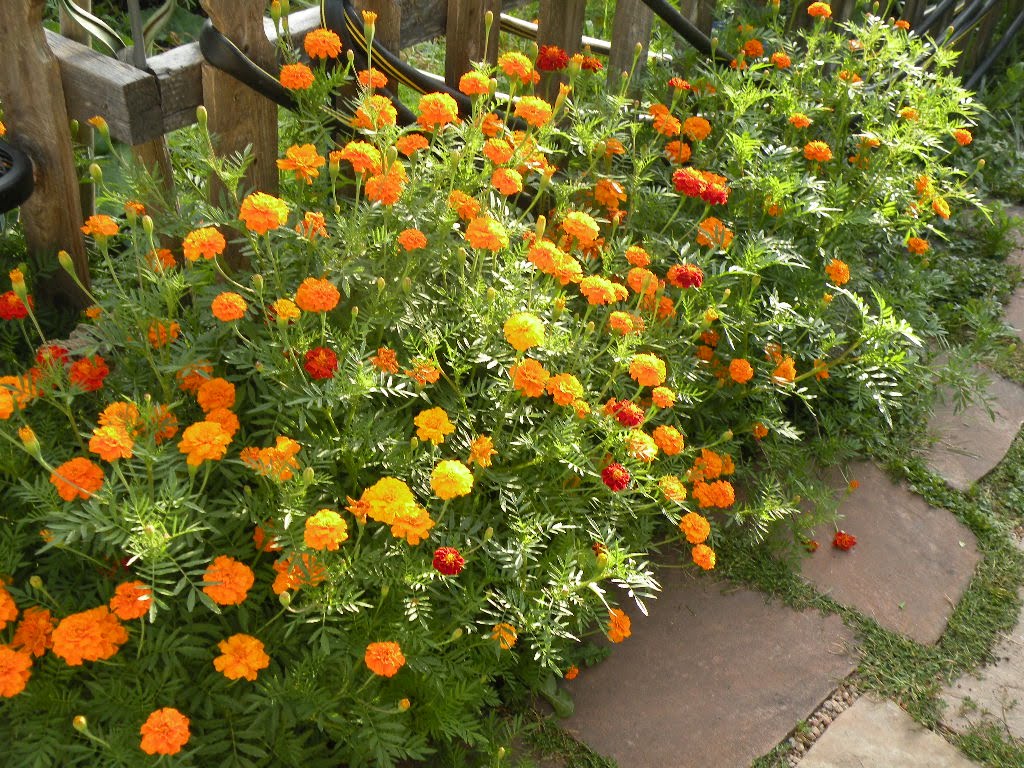 [Marigold+hedge.JPG]