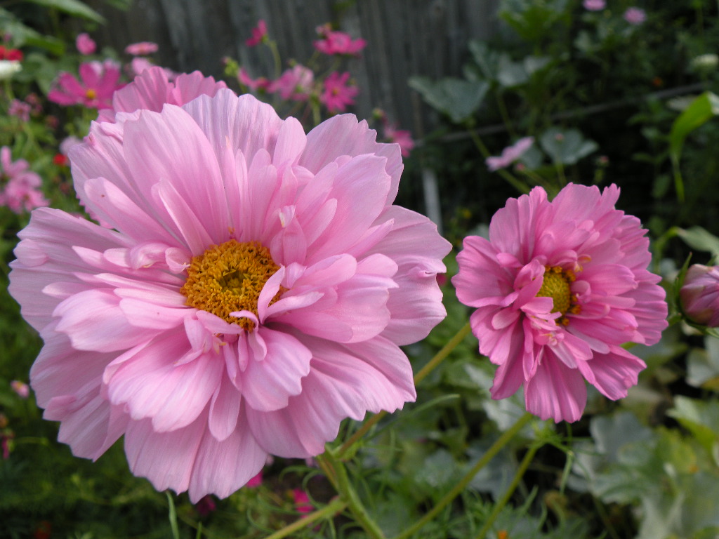 [double+ruffled+cosmos.JPG]