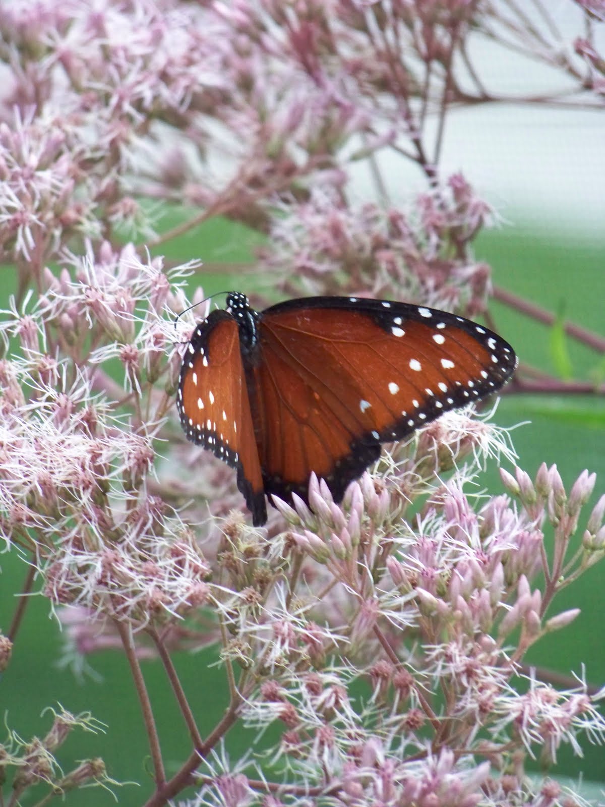 I Love My Garden Brookfield Zoo Butterfly Exhibit