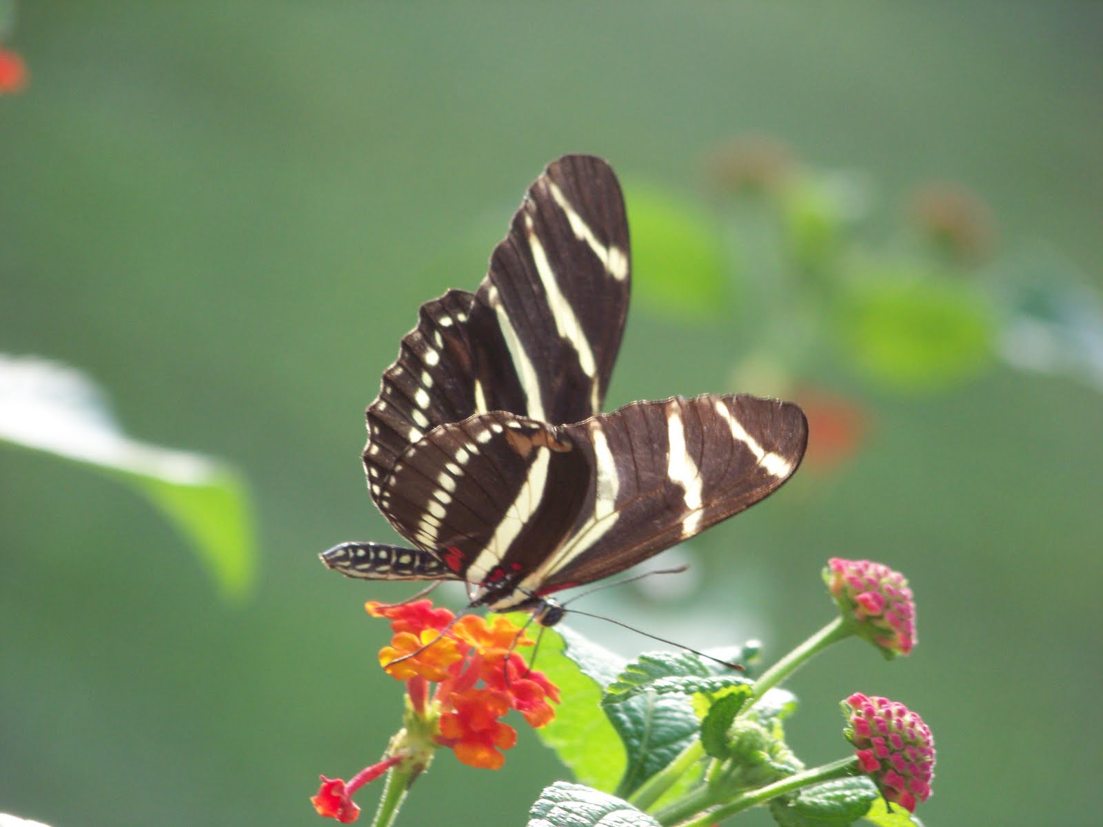 I Love My Garden Brookfield Zoo Butterfly Exhibit