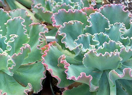 Blue Echeveria Live Plants in Bearded Dragon Tank