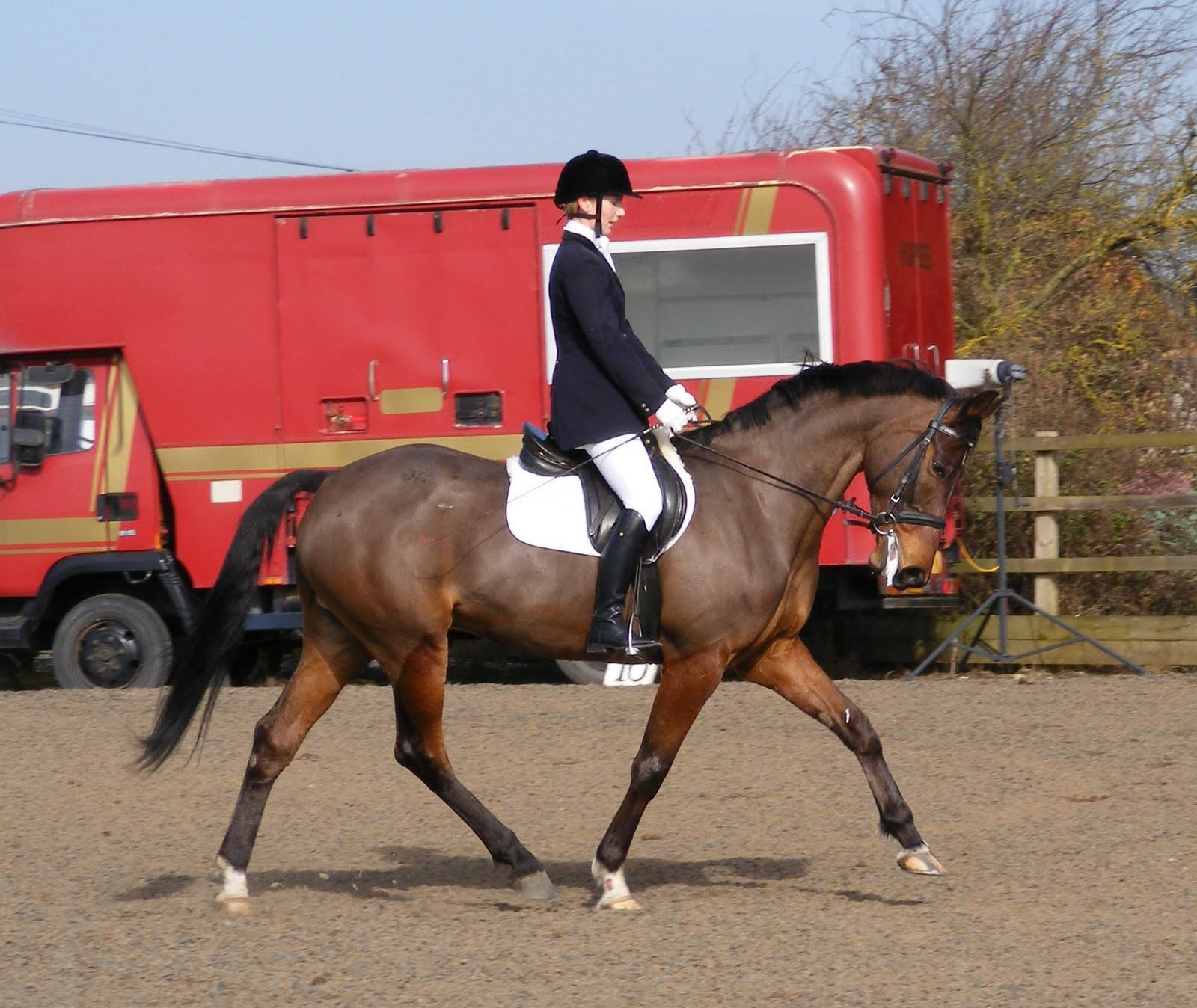 Novice Dressage Horse