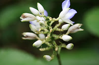 Flores de Panama