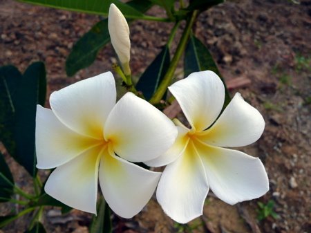 Frangipani - The Templeflower