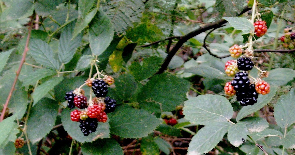 The Desert Caravan Kitchen A Guide to Gathering Wild Blackberries