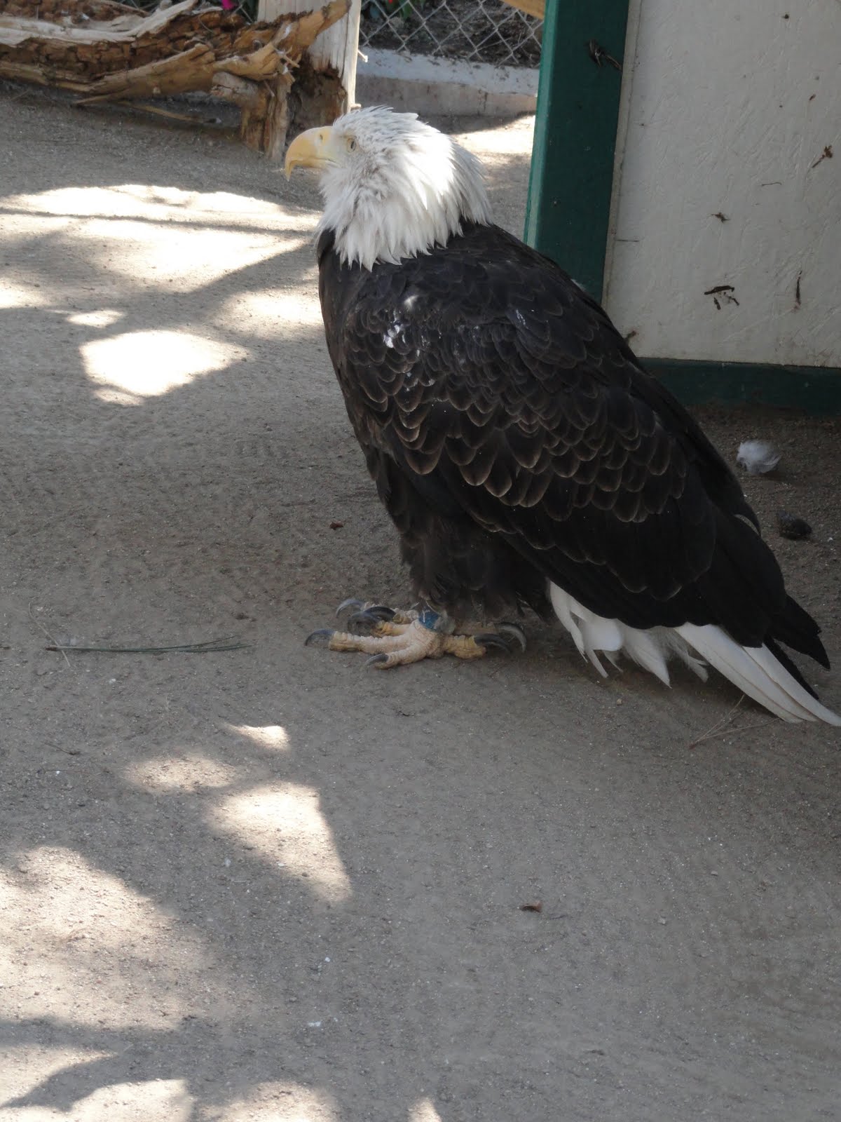 Eagle Symbolizes