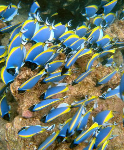 [fishes-in-exploited-reef-12981.jpg]