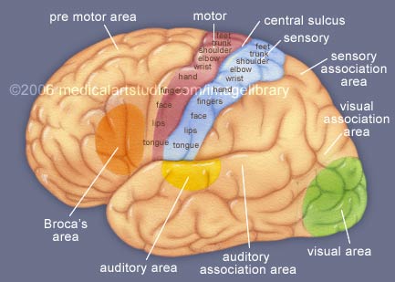 Cerebrum Cerebral Cortex