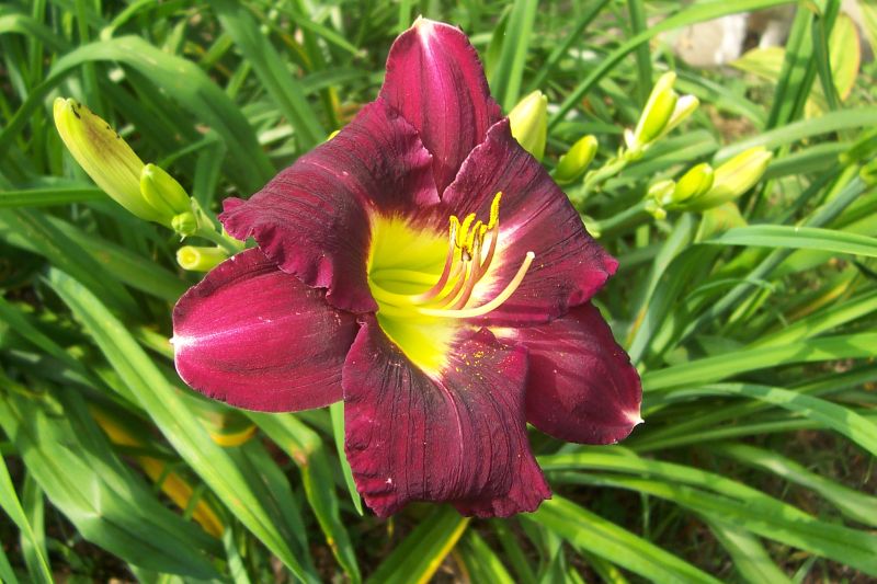 Daylily deep red throat