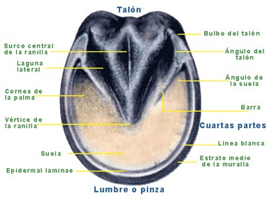 [LDcasco.jpg]