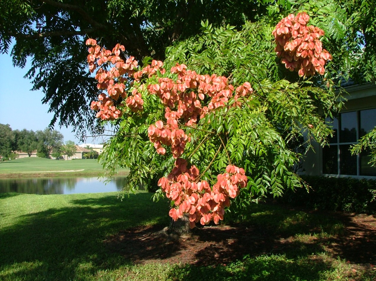 Anfinsen Arts Alive Fall in Florida