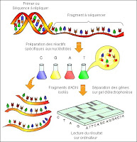 Principe du processus de séquençage de l'ADN.