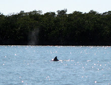 (2) T'was a great day for fishing, even for dolphins!