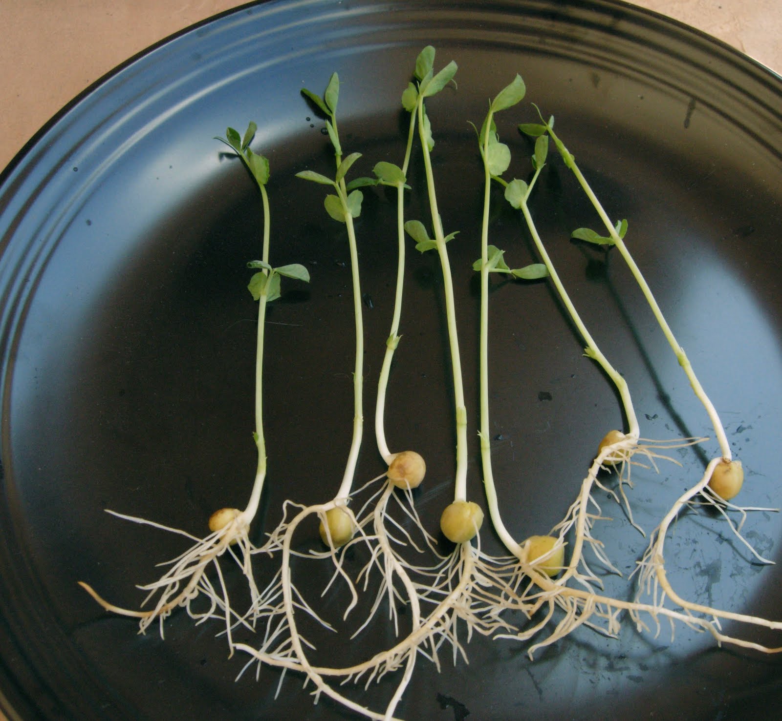 Pea Roots