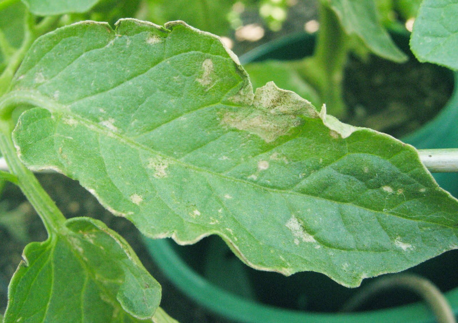 Tomato Leaf Diseases