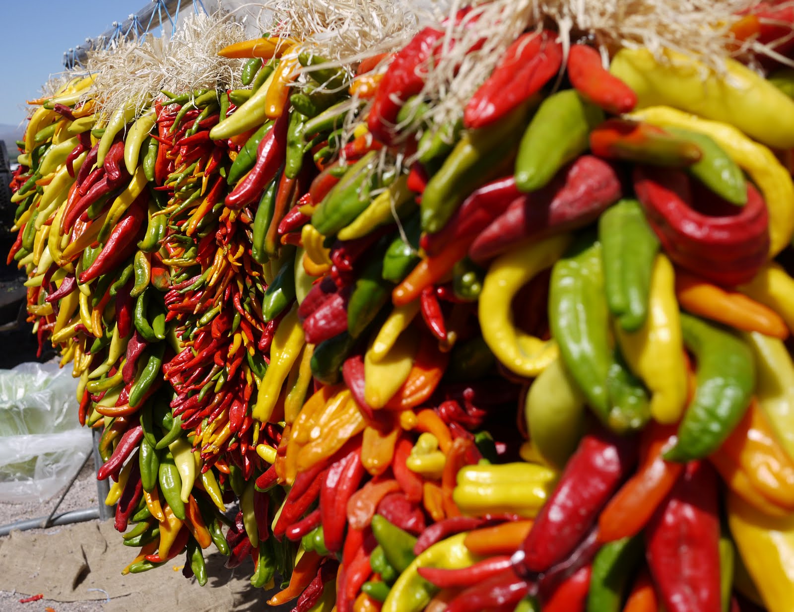 Chiles Pictures