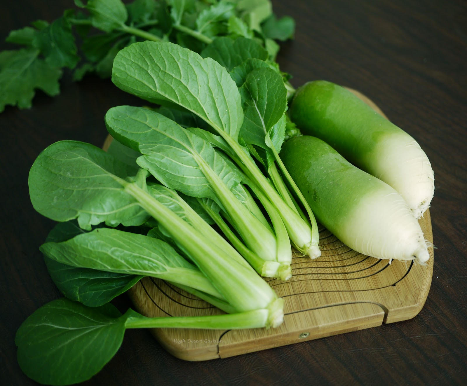 Daikon Radish