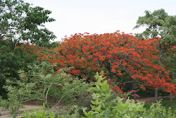 Flame tree