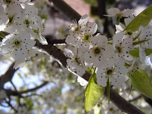 ...IN APPLE BLOSSOM TIME - AH, YES...TUESDAY!