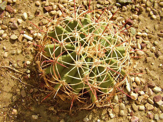 "What goes round, comes round" - just watch those needles!